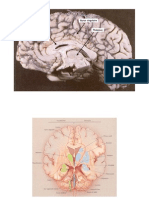 Neuroanatomie