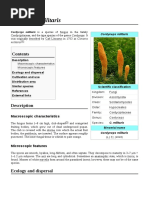 Cordyceps Militaris