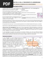 Infecciones TGU - E. Coli, C. Trachomatis y N. Gonorrhoeae