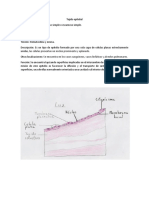 Album de Histología (Epitelios)