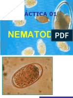 PRÁCTICA 01 Nematodos - 2007 II