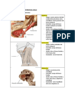 Sistema Muscular