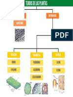 Tejidos de Las Plantas