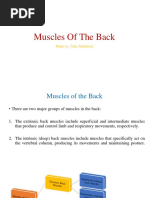 Muscles of The Back