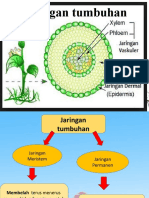 Jaringan Tumbuhan-Bagian 3-IPA