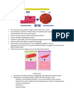 Otot Polos Dan Strukturnya
