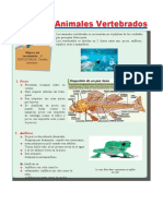 Clases de Animales Vertebrados1