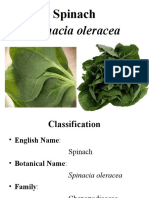 Spinacia Oleracea: Spinach