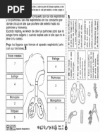 Didáctico Sistema Respiratorio