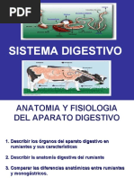 Digestivorumiantes