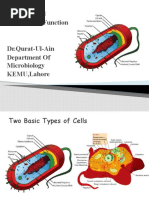 Bacterial Cell Structure Function