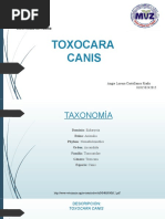 Toxocara Canis