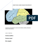 Neuro Psicologia