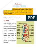 Resumen Sistema-Circulatorio-para-Segundo-de-Primaria