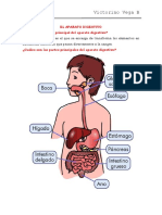 El Aparato Digestivo