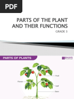 Parts of The Plant and Their Functions