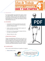 El Sistema Oseo y Sus Partes para Cuarto Grado de Primaria