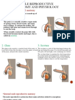 Male Reproductive Anatomy and Physiology: 1. Penis