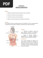 Sistema Digestivo