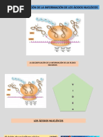 La Decodificacion de La Informacion Genetica de Los Acidos Nucleicos