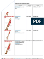 Compartimento Anterior Del Antebrazo