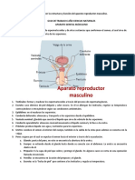 Aparato Genital Másculino