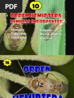 10 Hemiptera