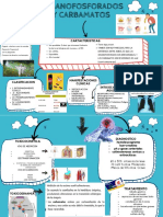 Organizador Grafico - Organofosfatos y Carbamatos