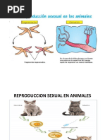 Reproduccion Sexual y Asexual Laminas de Imagen