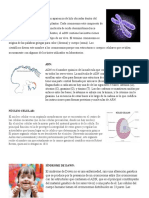 LOS CROMOSOMAS (1) .Docx 5 Cursos