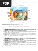 Anatomia de La Cavidad Orbitaria