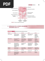 Ii. Músculos de La Pared Abdominal ANTERIOR (Tabla 4-1) : Abdomen