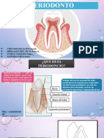 Anatomia Del Periodonto