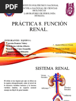 Sistema Renal Seminario