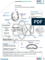 Animalia Important Details by Medangle