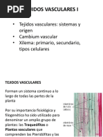 Clase 14 Tejidos Vasculares Xilema 2013