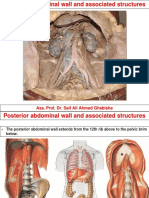 Prof. Ghabisha Saif Posterior Abdominal Wall Anatomy