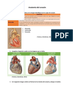 Anatomía Del Corazón