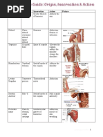 Muscle Study Guide