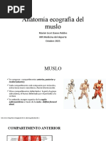 Anatomía Ecografía Del Muslo