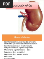 Anatomia Renal