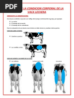 Condicion Corporal de La Vaca