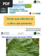 Virosis en Pimiento para Cajamar 21 10 2016 1477654695 Ac760