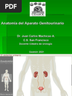 Anatomía Del Aparato Genitourinario