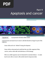 Bio-Lecture 2 - Apoptosis and Cancer