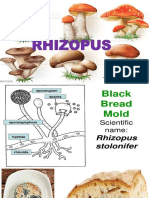 Rhizopus Main