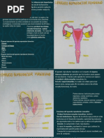 Aparato Reproductor M Y F