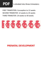 PREGNANCY Is Divided Into Three Trimesters