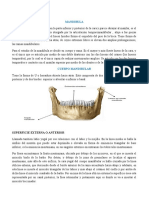 Anatomia Descript Mandibula