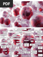 Mapa Conceptual Membrana Eritrocitaria